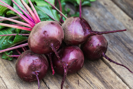 25 Early Wonder Beet Seeds Yummy New Fresh Seeds USA - $16.50