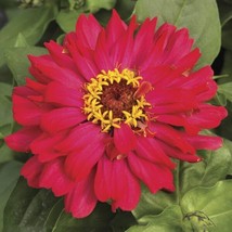 Zinnia Seeds Zinnia Short Stuff Cherry Shades 25 Flower Seedsgarden Beautiful US - $30.75