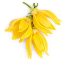 Oraganic Ylang Ylang oil 100ml natural in a glass bottle - $32.26