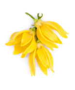 Oraganic Ylang Ylang oil 100ml natural in a glass bottle - $605.55 MXN