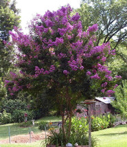 BPA 35 Seeds Purple Crepe Myrtle Crape Tree Shrub Lagerstroemia Indica FlowerFro - £7.91 GBP