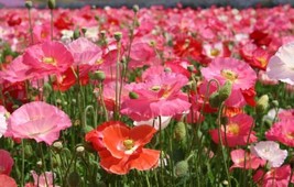 Shirley Mix Poppy Flower Seeds - Organic & Non Gmo Seeds - Heirloom Seeds – Flow - $2.24
