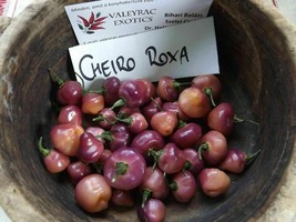 Cheiro Roxa Chili - 5+ seeds - Ch 038 - £2.39 GBP