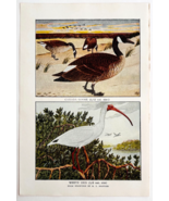 1927 Canada Goose &amp; White Ibis Bird Art Plate Color Book Print Wildlife ... - €17,24 EUR