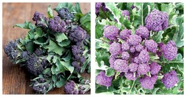 Broccoli Seeds - Purple Sprouting 3000 Fresh Garden Seeds Home and Garden - £15.17 GBP