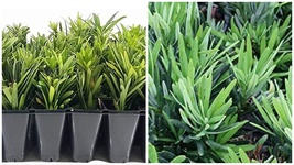 10 Dwarf Podocarpus Macrophyllus Pringles Live Plants Dense Evergreen Low Hedge - £93.00 GBP