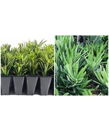 10 Dwarf Podocarpus Macrophyllus Pringles Live Plants Dense Evergreen Lo... - £82.56 GBP