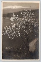 RPPC Sicily Mt Etna Through The Almond Blossom Tree Real Photo Postcard A50 - £11.54 GBP