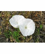 VT Ipomoea Cairica Alba Mile-A-Minute Vine Cairo Or Coast Morning Glory ... - $406.32 MXN