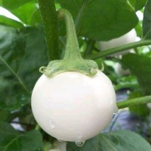 US Seller Thai White Star Eggplant Seed Thai White Mini Round Eggplant Seed Fast - $13.94