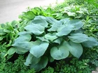 HOSTA ELEGANS Shade Flower 10  Seeds - $10.98
