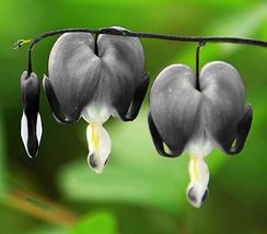 25 light gray bleeding heart seeds dicentra spectabilis shade flower garden thumb200