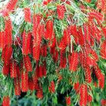 100 Weeping Bottle Brush Seeds C.viminalis FAST GROWING RED FLOWER TREE - $7.00