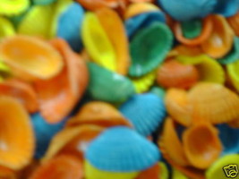 sea shell lot of 30 Dyed small to medium baby Arks mix colors for crafts - $4.74