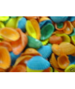 sea shell lot of 30 Dyed small to medium baby Arks mix colors for crafts - £3.74 GBP