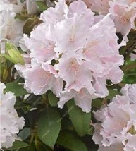 200 Seeds Exotic Japanese Azalea Bonsai Mixed Color Rhododendron Azalea Flower P - $9.82