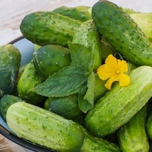 National Pickling Cucumber Seeds 50 Seeds Vegetable Non-Gmo - £7.06 GBP