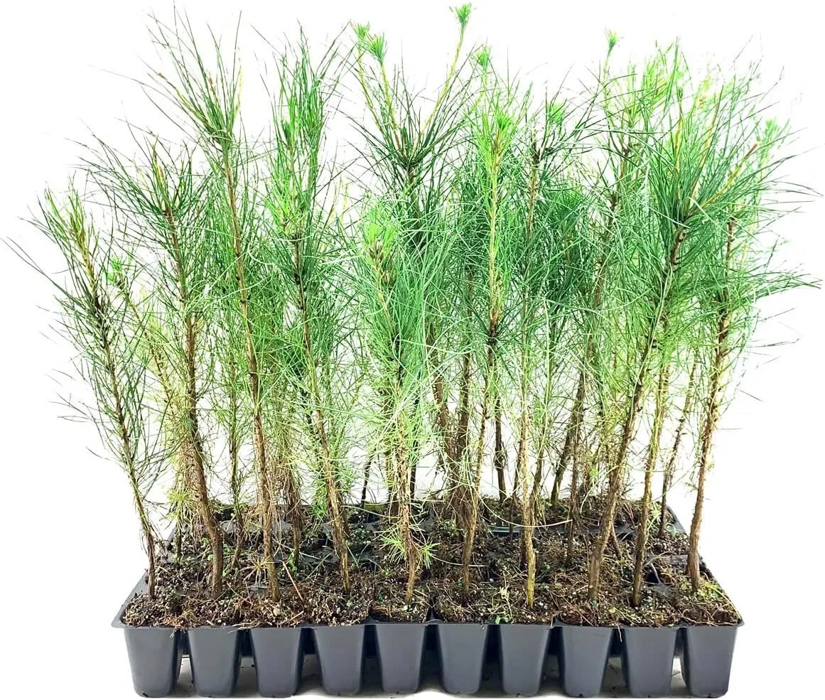 Virginia Pine Live Trees Scrub Spruce Pine Pinus Virginiana - £35.29 GBP