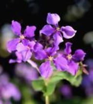 VP 500 Purple February Orchid Violet Cress Orychophragmus Flower Vegetable Seeds - £3.36 GBP