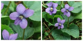 USA SELLER 5 Live Plants Purple Viola Wild Common Meadow Blue Violet - $49.93