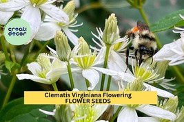 Clematis Virginiana Seeds – 100mg for Planting, Native Flowering Vine, W... - $9.84 CAD