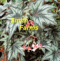 15 Seeds Begonia Little Brother Montgomery House Plant Flowers Beautiful Garden  - £9.79 GBP