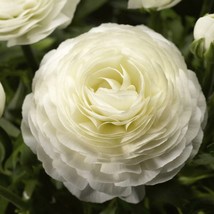 USA Seller Ranunculus Seeds Magic White 25 Seeds Pelleted Seeds - $20.54