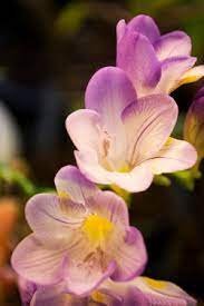40 seeds Freesia Flower Item image 3