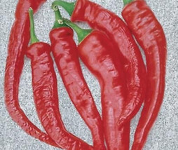 SGH 25 Seeds Red Pepper Cayenne Garden Fresh Vegetables Healthy Planting - £4.24 GBP