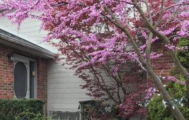 Eastern redbud 3 thumb200