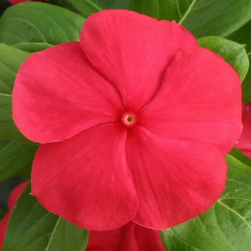 Fresh Vinca Seeds Cobra Red 25 Seeds Flower Seeds R Garden - $10.98