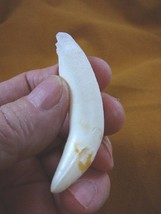 (G376-139-8) 3-1/8&quot; GATOR Alligator Aligator Tooth TEETH for jewelry BIG... - $76.99