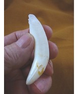 (G376-139-8) 3-1/8&quot; GATOR Alligator Aligator Tooth TEETH for jewelry BIG... - $1,417.43 MXN