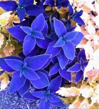 Blue Coleus Flowers Easy to Grow Garden 25 Authentic seeds From US - $10.00