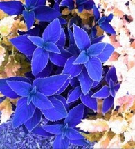 Blue Coleus Flowers Easy to Grow Garden 25 Authentic seeds From US - £7.84 GBP