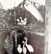 Egrets In Nest With Young 1936 Bird Print Nature Collectible Ephemera DWU13 - £15.73 GBP