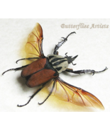 Mecynorhina Oberthuri Unicolor Giant African Beetle Framed Entomology Sh... - $2,476.27 MXN