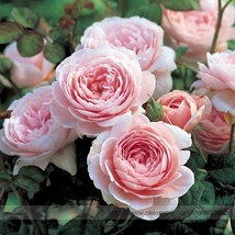 Queen Of Sweden Pink Rose Shrub Flower Seeds 50 Seeds Light Fragrant Flowers #Nf - £7.89 GBP