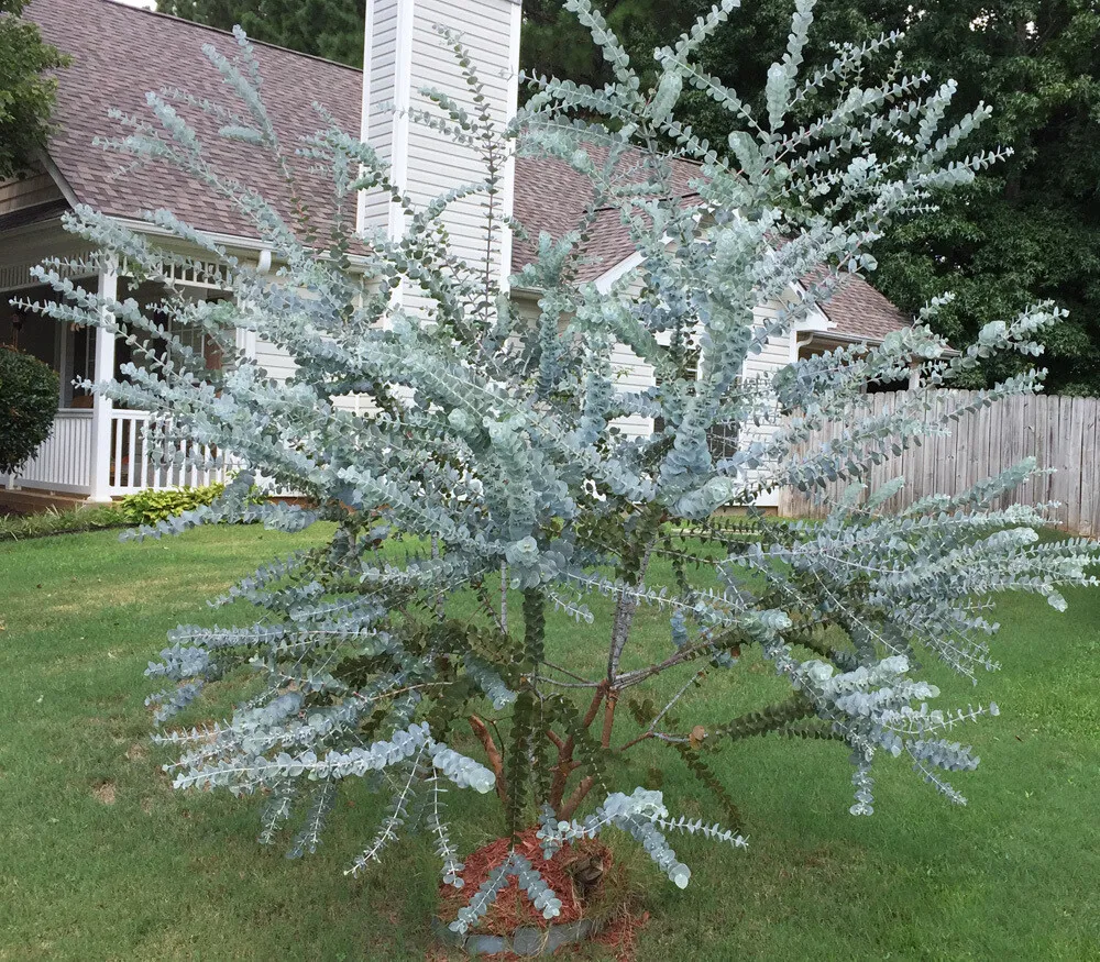 Silver Leaved Mountain Gum (Eucalyptus Pulverulenta ) 20 Seeds - $6.51