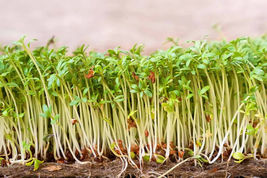 US Seller 200 Cressida Cress Seeds -Micro Green Seeds - USA Grown - Non Gmo - £7.20 GBP