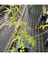 Acer Palmatum Ueno Yama Japanese Maple Live Plant 18 Inch Tall 1 Year Gr... - $13,786.81 MXN