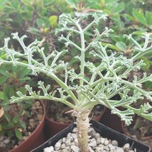 Live Plant Pelargonium paniculatum Cactus Cacti Succulent Real  - £55.93 GBP