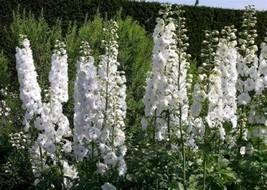 White King Larkspur {Delphinium consolida} Pre-Stratified 30 seeds  - £7.50 GBP