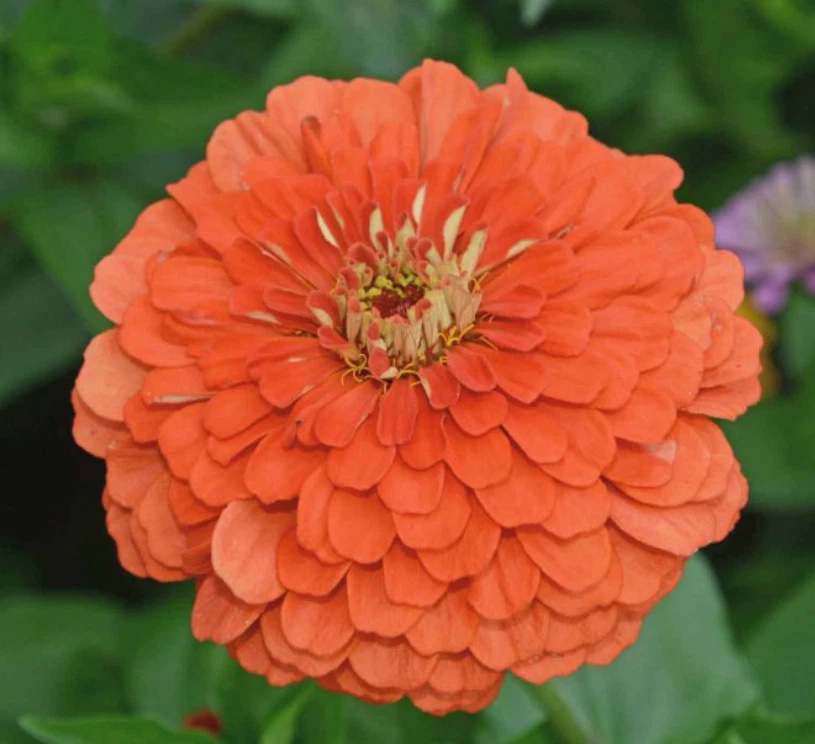 200 Seeds Zinnia Elegans Coral Double Flowers Seeds Non-GMO - $5.99