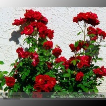Red Polyantha Rose Multiflora Plant Flower Seeds, Professional Pack, 50 ... - $8.20
