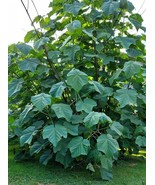 Grow In US Empress Royal Tree Seeds - £6.73 GBP