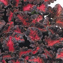 Coleus Black Dragon Flower Seeds Grower Fresh Garden Seeds - £6.31 GBP