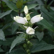 Chelone glabra | Starter Plant Plug | White Turtlehead | Attracts Butter... - £25.42 GBP