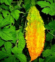 US Seller Chinese Bitter Cucumber Bitter Melon Vine Seeds Fresh Seeds - $20.96