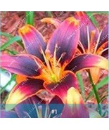 SL 2Pcs Amaryllis Bulbs Black Red Golden Trible Color - $9.39